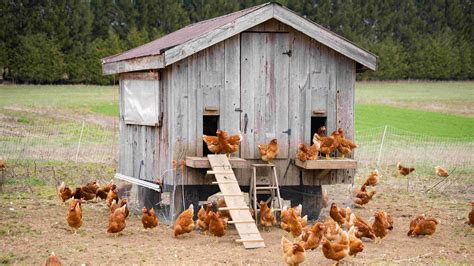 chicken coop youtube|Chicken Coop Design MUST HAVES .